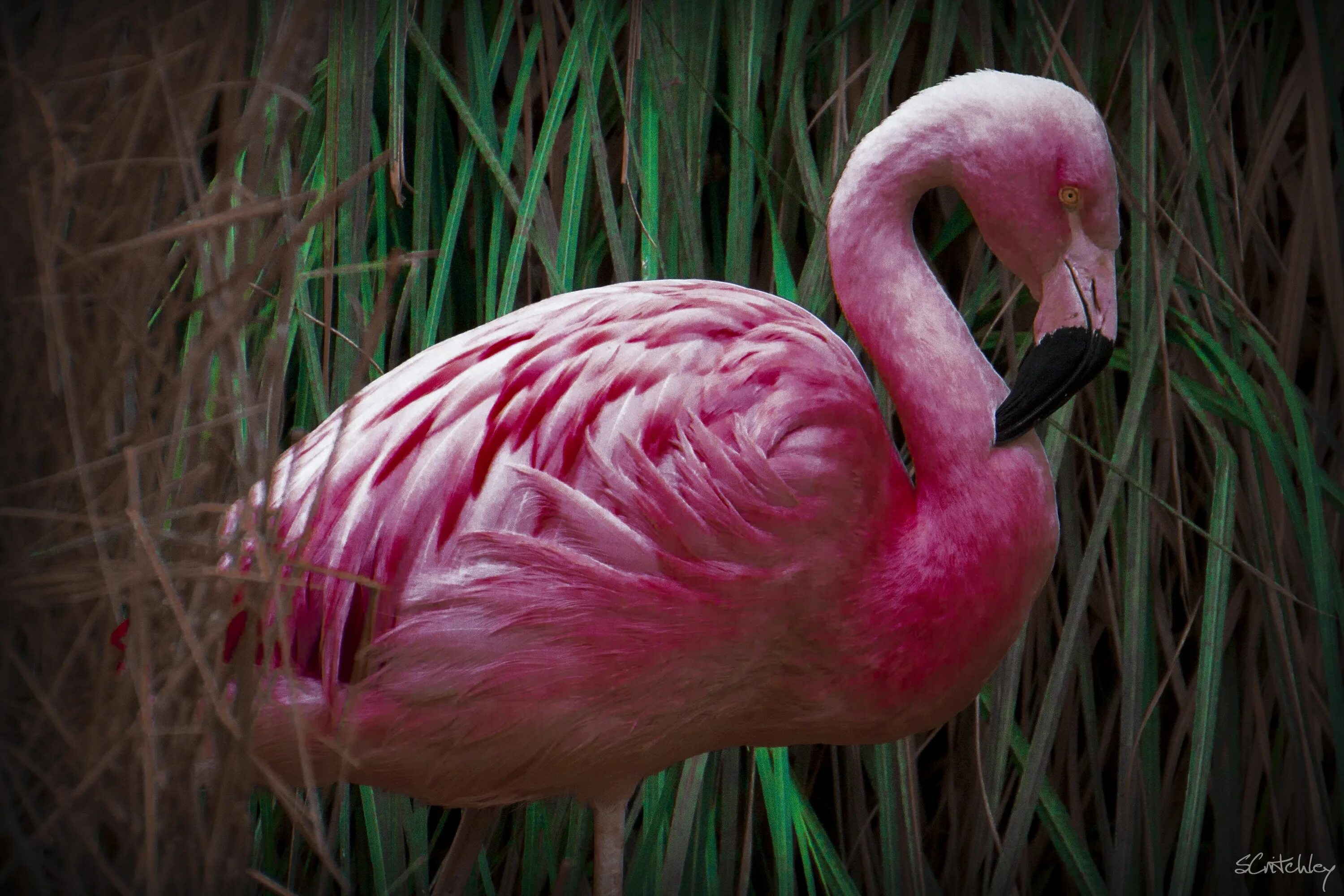 Фламинго падальщики. Розовый Фламинго. Обыкновенный Фламинго. Гнездо Фламинго.