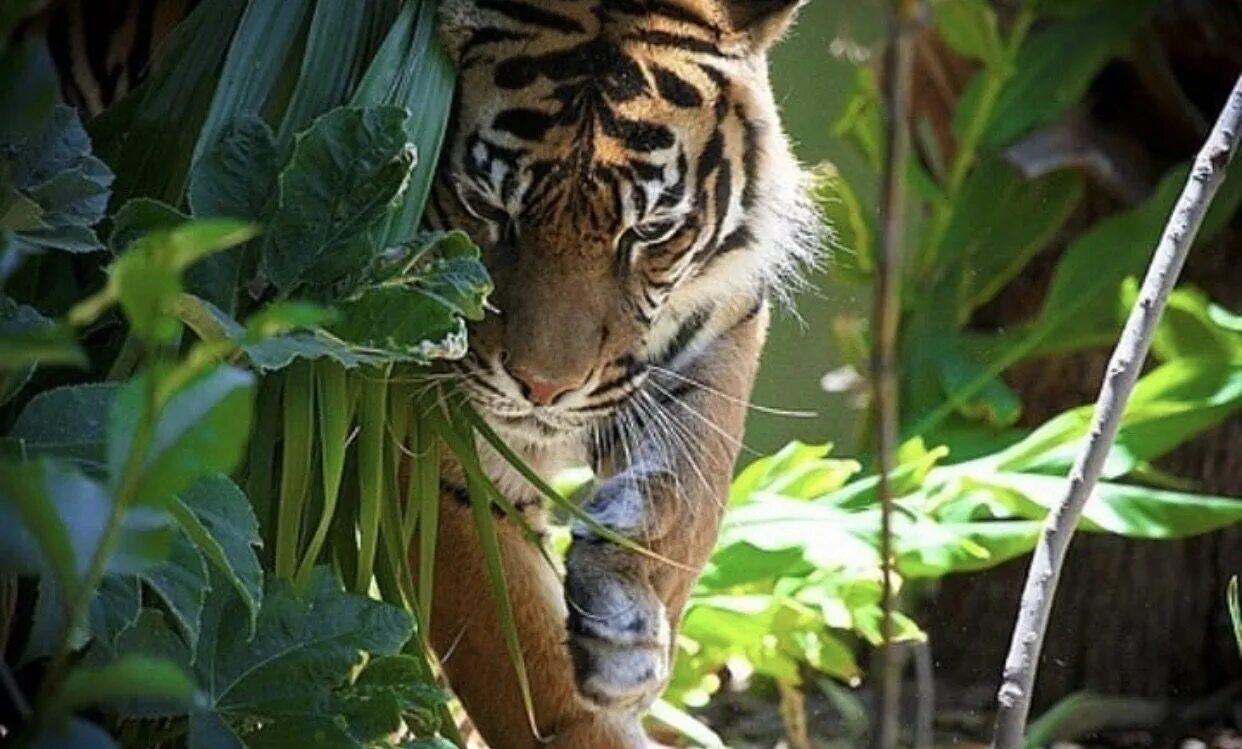 Тигр Джангл. Тигр в тропиках. Тигр в джунглях. Звери джунгли. Jungle tiger