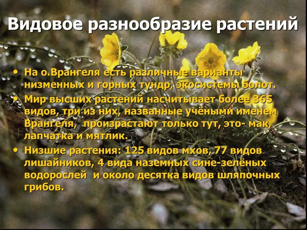 Остров врангеля сообщение 4 класс. Заповедник остров врангеля презентация. остров врангеля заповедник интересные факты. сообщение о заповеднике остров врангеля. остров врангеля проект.