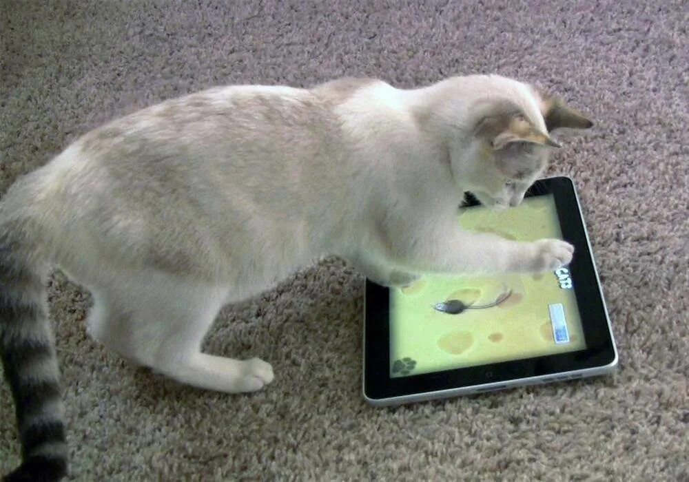 Играет экран телефона. Кошка с планшетом. Котик с планшетом. Игрушки для котиков на экране. Игрушка для кота на экране телефона.