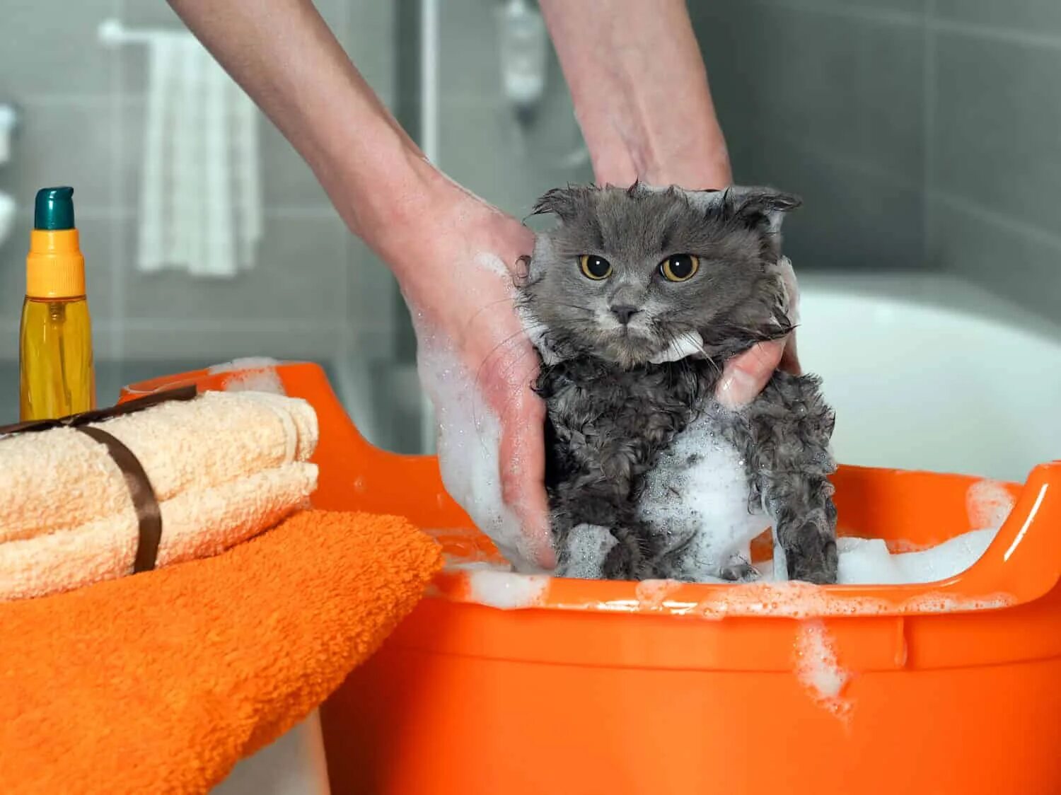 Мытье кота. Купание кошки. Котенок купается. Кошку моют. Cat washing