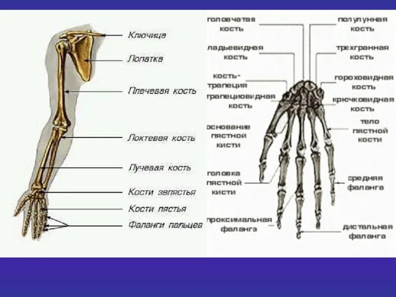 Сколько конечностей верхних конечностей. Анатомия костей руки. Скелет верхних конечностей кости кисти. Скелет руки человека с подписями. Название костей руки у человека.