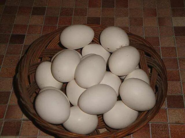 Яйцо домашнее. Домашние куриные яйца. Яйцо домашнее куриное. Яйцо куриное белое.