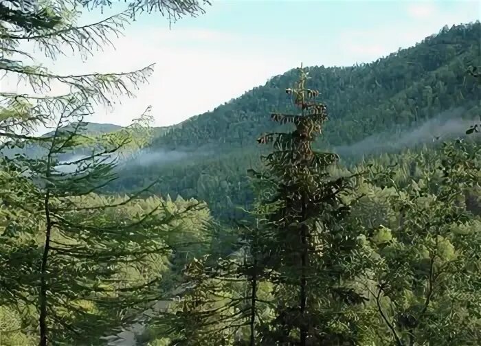 преобладающие растения в еловом лесу. преобладающий вид елового леса. типы растительности. разнообразие хвойных лесов. бореальные хвойные леса (тайга).