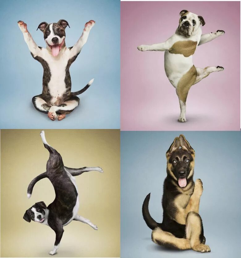 животные в позе йоги. живые позы. забавные позы животных. разные позы животных. интересные позы животных.