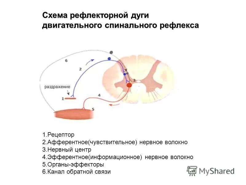 Рефлекторная дуга двигательного рефлекса. Рефлекторная дуга двигательного спинального рефлекса. Схема рефлекторной дуги двигательного рефлекса. Схема двигательного безусловного рефлекса. Рефлекторное течение