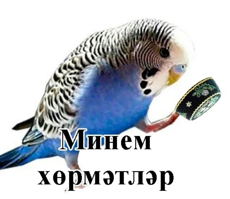 Уважаю попугаев