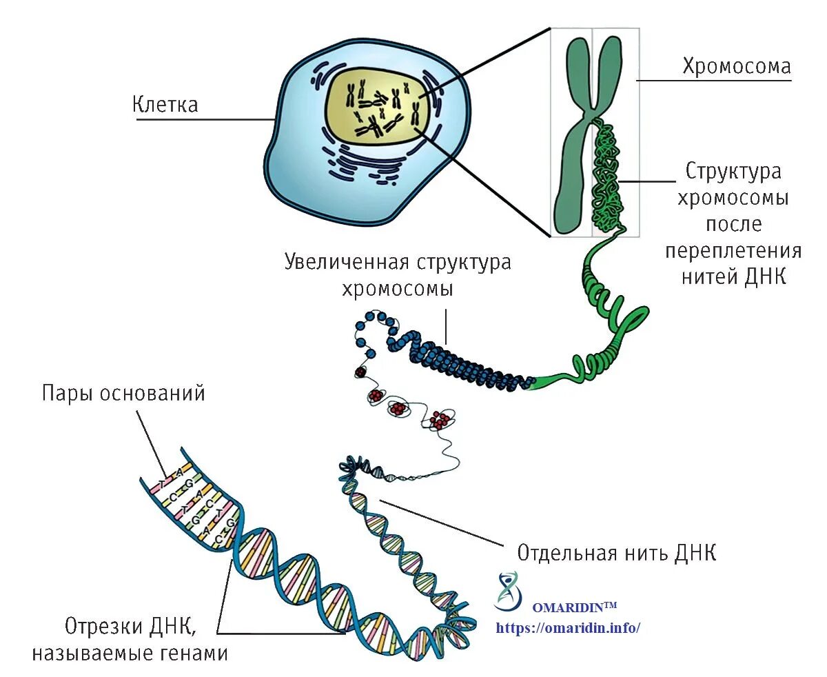 Днк находится в каждой клетке. Строение ДНК хромосомы гены. ДНК хромосомы гены схема. Строение хромосомы и Гена. Строение ДНК И хромосом.