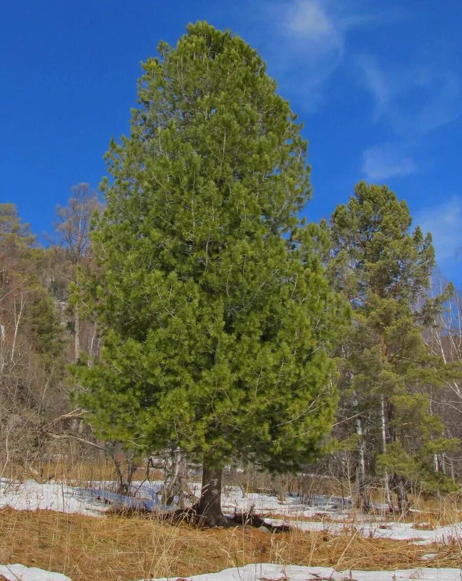 Кедр какое дерево. Кедровая сибирская сосна и кедр это. кедр сибирский pinus sibirica. сосна́ сиби́рская кедро́вая (pínus sibírica). сибирский кедр (pinus sibirica du tour).