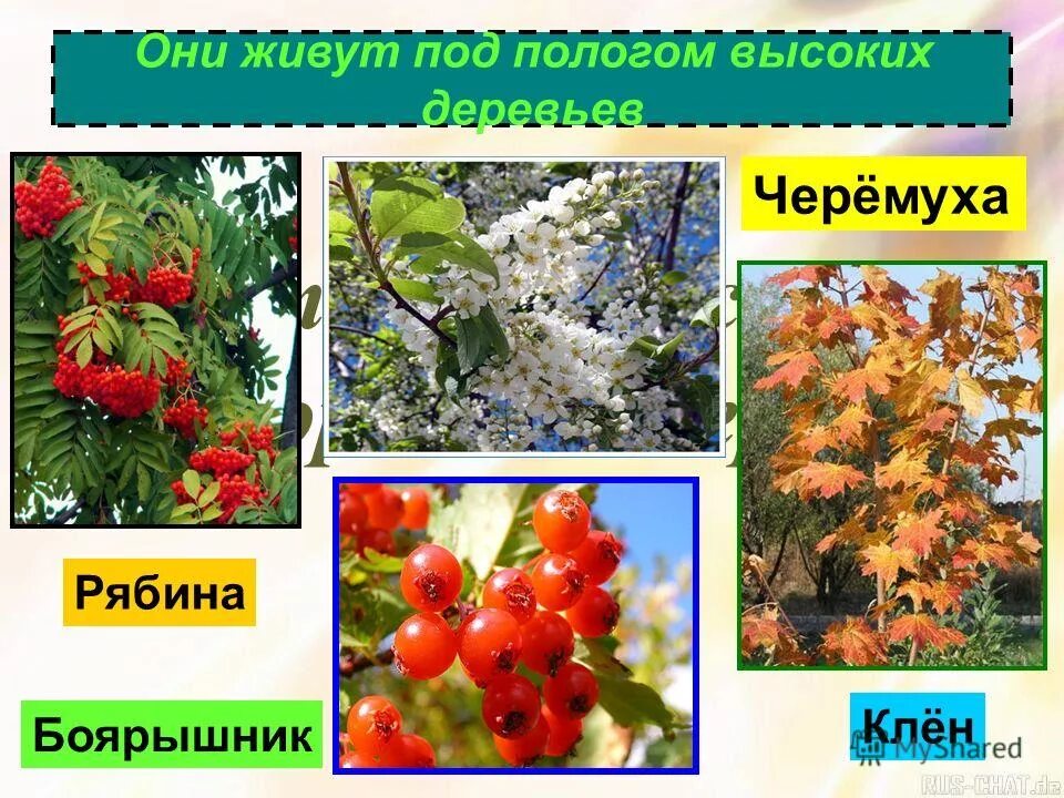 Черемуха ярус леса. Калина ярус. Рябина черемуха. Боярышник карликовый. Боярышник ярус.