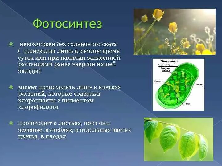 Орган клетки в котором происходит фотосинтез. Фотосинтез. Фотосинтез это в биологии. Фотосинтез по биологии 6 класс. Какой процесс происходит в листьях растений?.