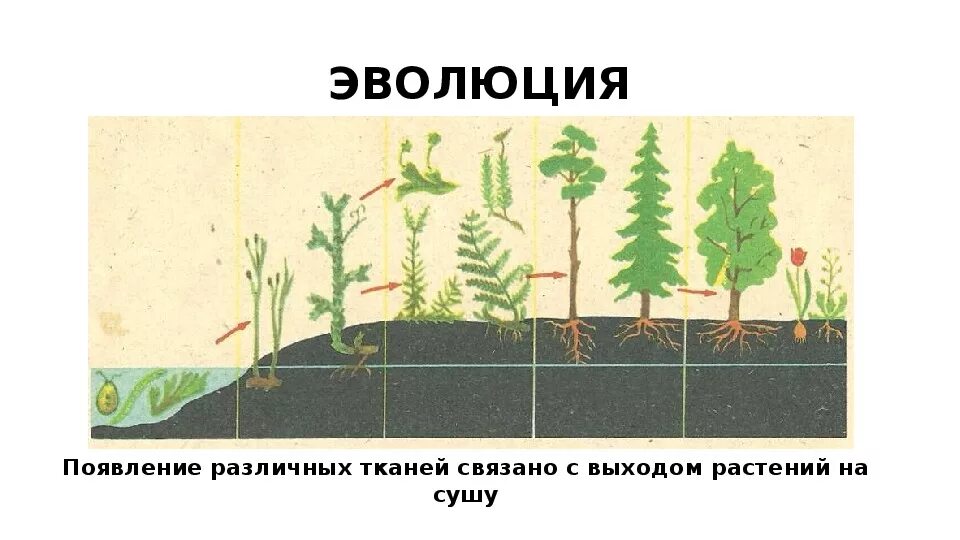 Появление различных