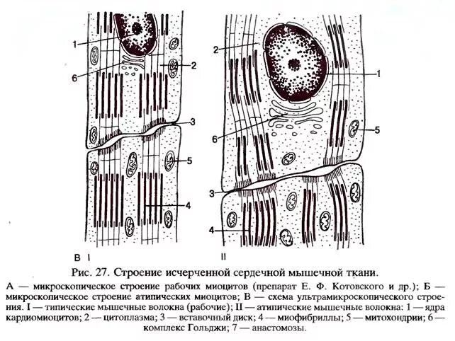 Сердечная мышечная ткань рисунок. Строение кардиомиоцитов гистология. Строение сократительные кардиомиоциты гистология. Миокард строение кардиомиоцитов. Поперечно полосатая сердечная мышечная ткань схема.