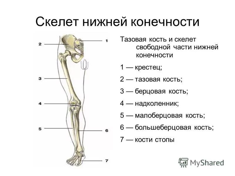 Предплечье окружающий мир 4 класс. Кости нижних конечностей анатомия строение. Строение скелета нижней конечности анатомия. Отделы скелета нижней конечности человека. Отделы скелета свободной нижней конечности строение.