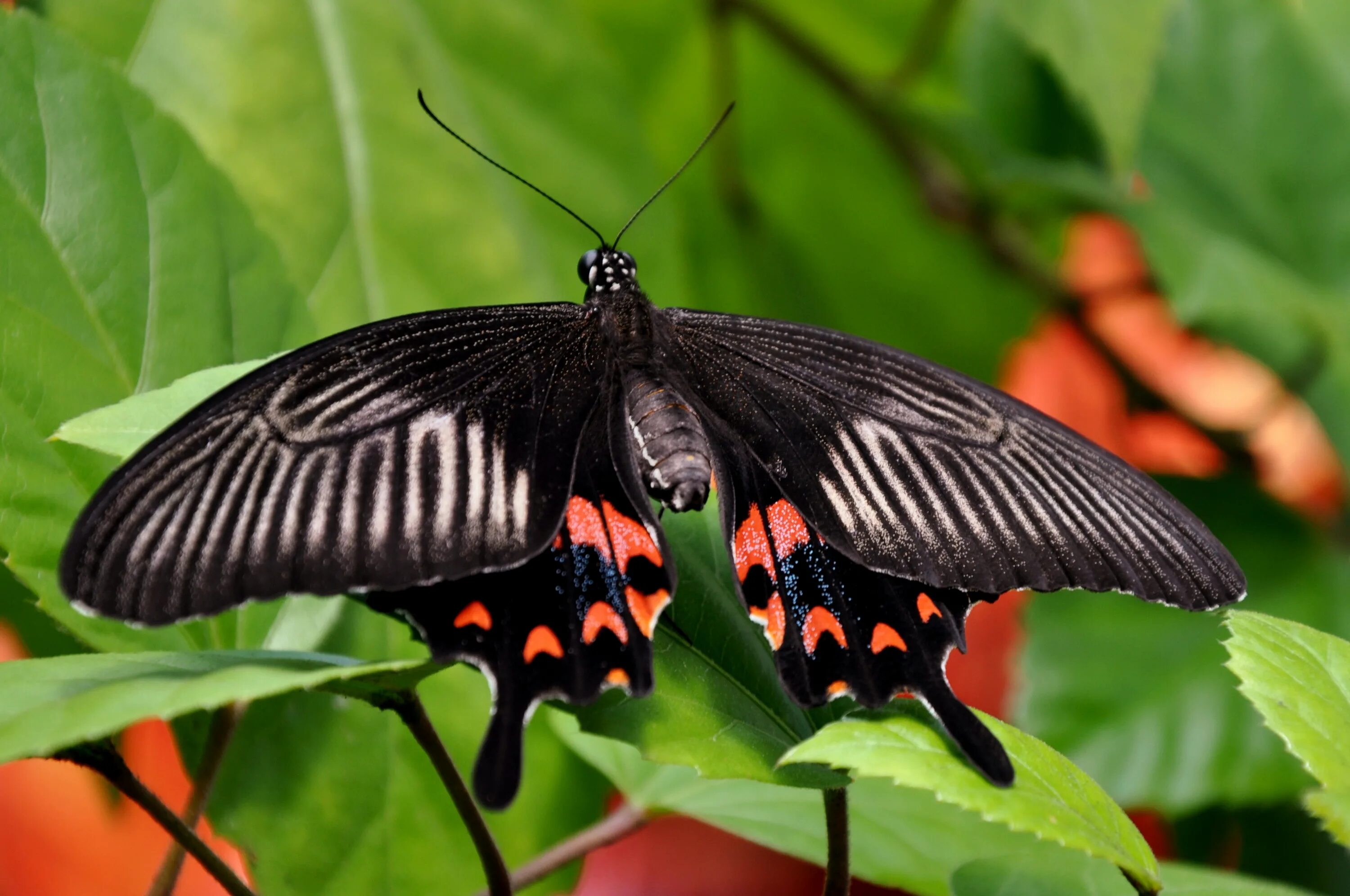 Сохранение темных бабочек в результате. Papilio Rumanzovia бабочка. Парусник Румянцева Papilio. Парусник Румянцева (Papilio Rumanzovia) самец. Papilio LOWI бабочка.