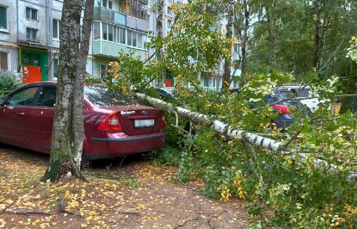 Сегодня был сильный. Машина во дворе. Дерево упало на автомобиль. Упавшее дерево в лесу.