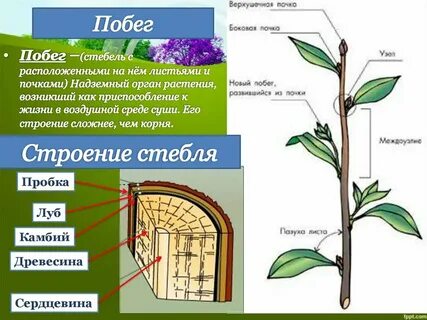 Вертикальное положение побегов