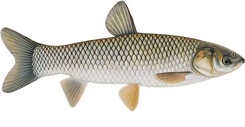 Download Triploid Grass Carp PNG Image with No Background - PNGkey.com