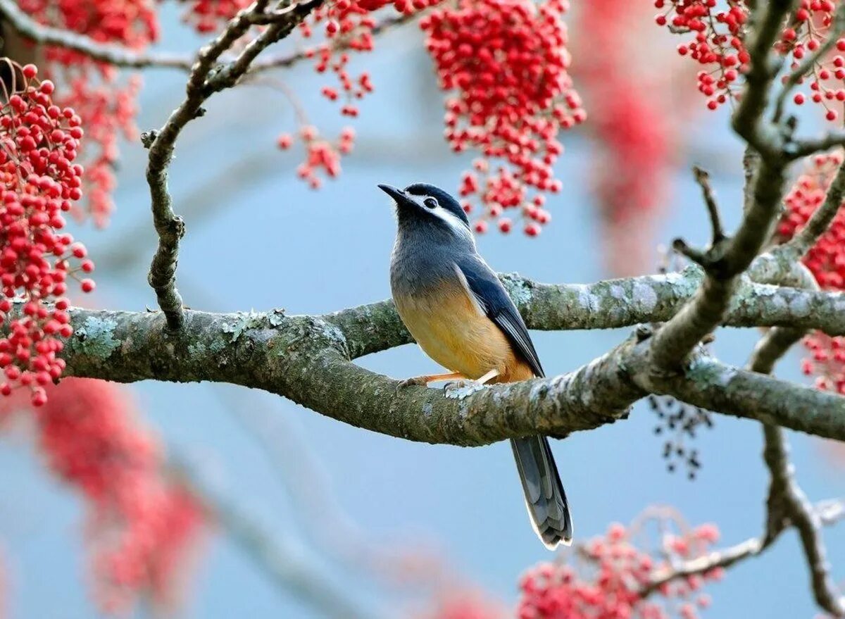 Весенние птицы на дереве. Красивые птички. Весенние птички. Природа птицы. Птицы в лесу.
