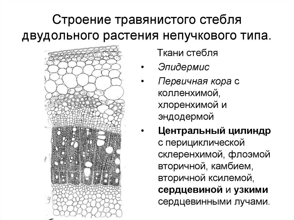 Анатомическое строение стебля травянистых растений. Строение стебля двудольных растений. Первичное строение стебля двудольных растений. Анатомическое строение стебля двудольных. Анатомическое строение травянистого стебля однодольного растения.