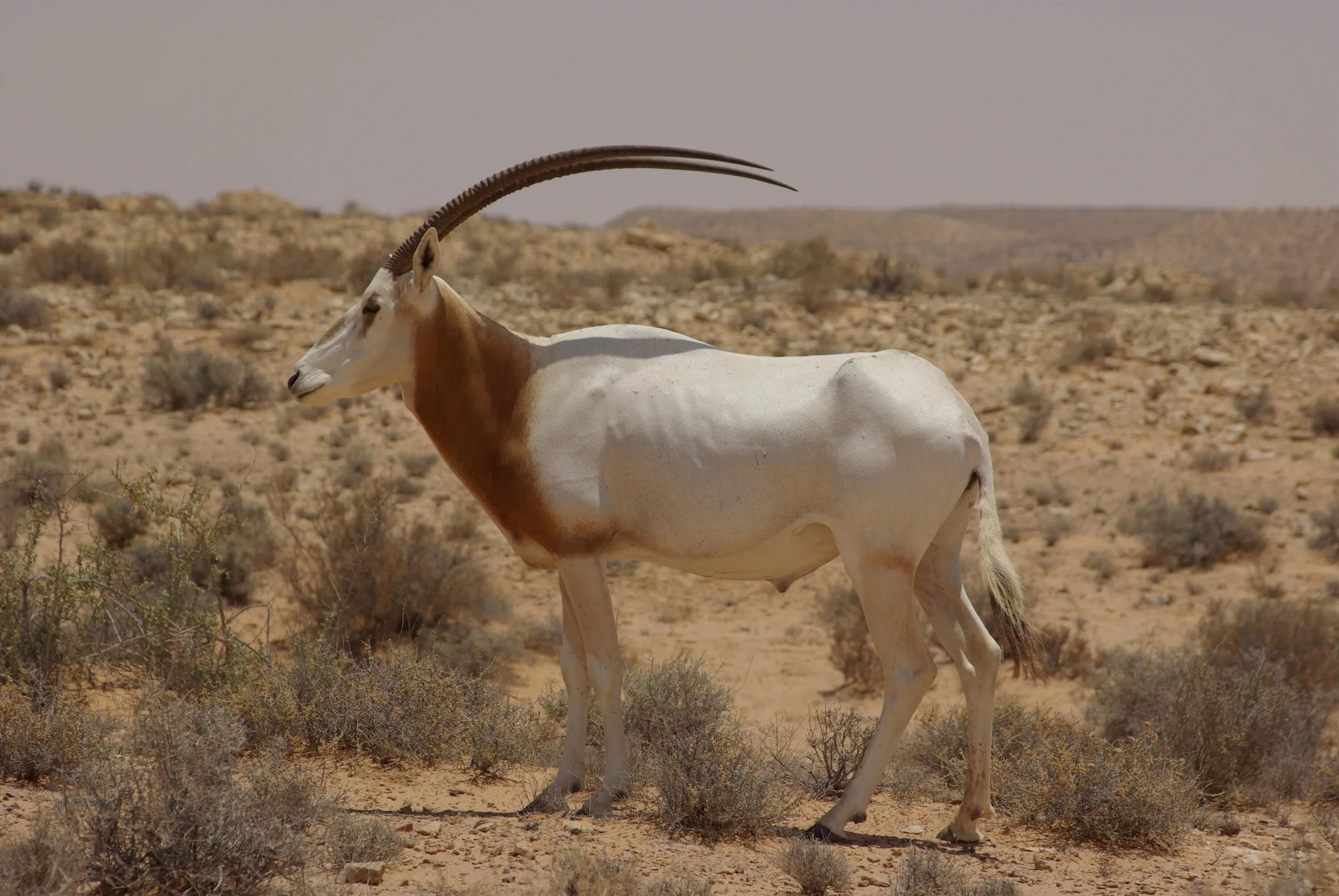 Сахарский Орикс. Саблерогий Орикс. Антилопа Орикс. Scimitar-Horned Oryx.