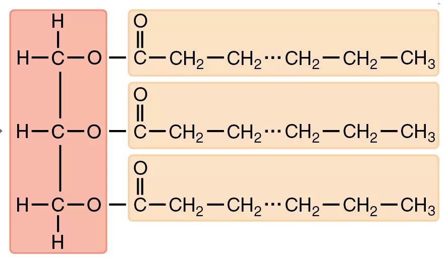Глицерин триглицерид стеариновой кислоты. Триглицериды. Строение триглицеридов биохимия. Триглицерид строение. Формула триглицерида.