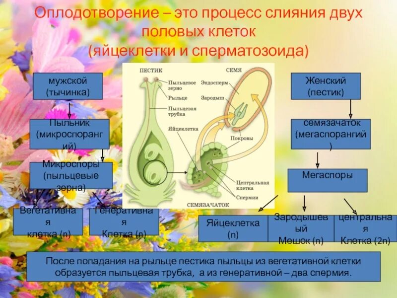 Из каких исходных клеток образуется эндосперм. Из каких исходных клеток образуется эндосперм