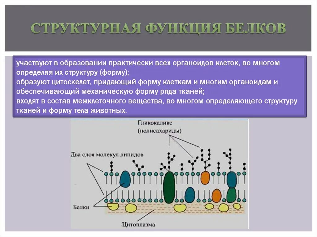 Функция структурная транспортная. Структурная функция белков кратко. Структурные белки функции. Структурная функция белка. Структурно пластическая функция белков.