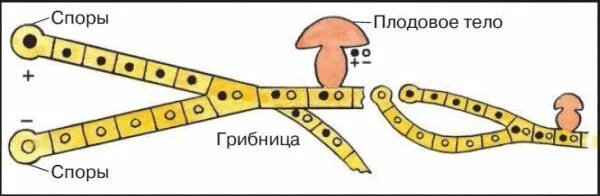 Споры полового размножения грибов. Размножение шляпочного гриба схема. Образование спор у шляпочных грибов. Размножение шляпочного гриба 5 класс рисунок. Половое размножение шляпочных грибов.