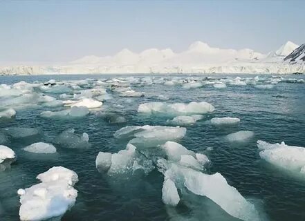 The sea ice