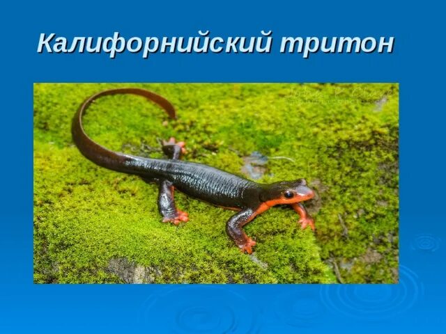 Тритоны в краснодарском крае. Гребенчатый тритон размножение. Тритон кубанский. Тритон относится к классу. Когтистый тритон.