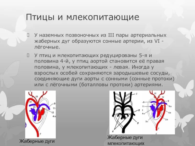 У млекопитающих левая дуга аорты отходит. Пары артериальных жаберных дуг. у млекопитающих…пары артериальных жаберных дуг редуцируются. жаберные дуги млекопитающих. третья пара жаберных дуг у млекопитающих.