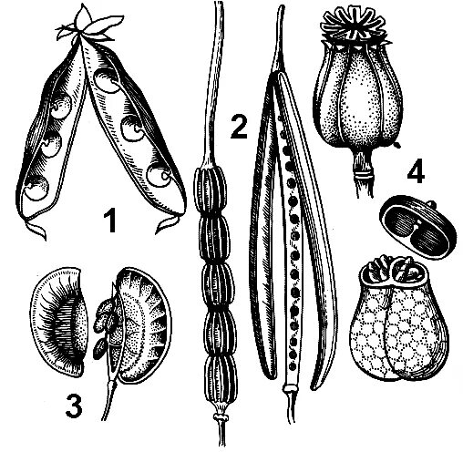 Сухие многосемянные плоды рис. Сухие многосемянные плоды коробочка. Сухие многосемянные плоды стручок. Сухие многосемянные стручочек. Разные типы плодов