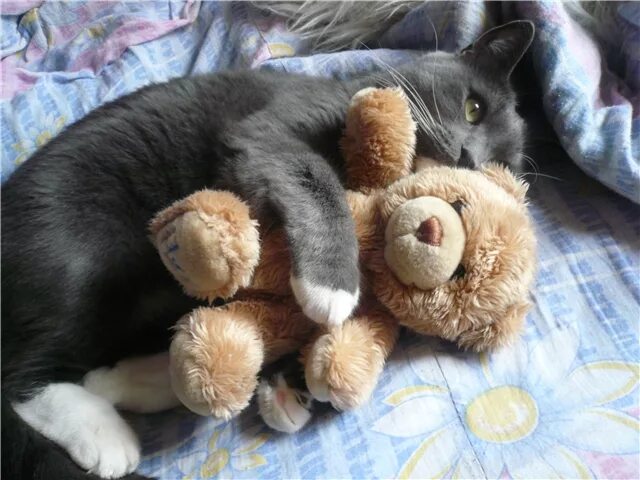 Сладких снов обнимаю. Спокойной ночи мишка обнимает. Котик спит с медвежонком. Котик обнимает мишку