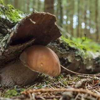 Грибы зайцы