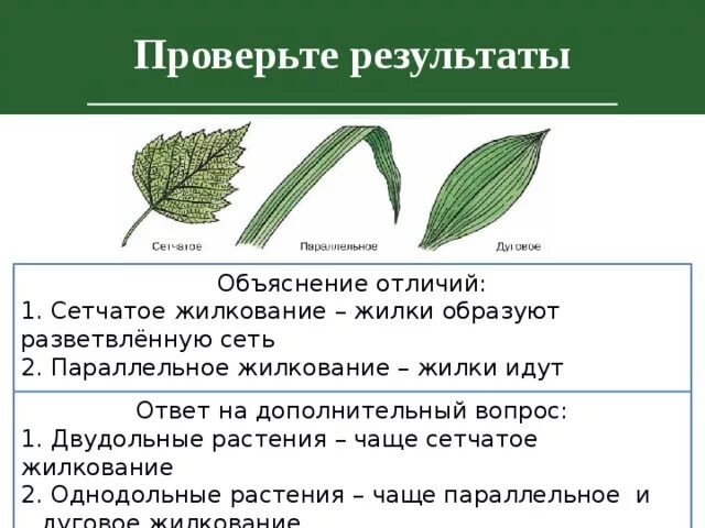 Жилкование сетчатое дуговое параллельное. Жилкование листьев сетчатое параллельное дуговое. Жилкование листа земляники Лесной. Если у растения листья с параллельным жилкованием. Жилкование листа малины.