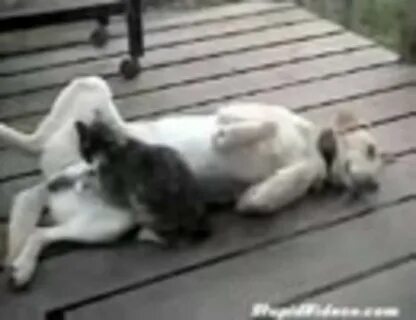 Спаривание кота и собаки