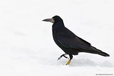 Грач вещь