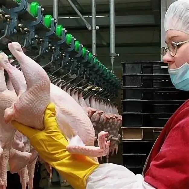 Alanar. Alanar. Аланар агро. Ооо агроцентр. Куры велес халяль.