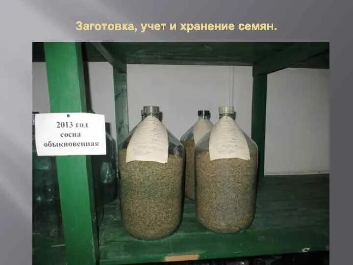 В каком городе находится объект хранения семян. Заготовка семян. хранения семян хвойных. правил хранения семян. период заготовки семян.