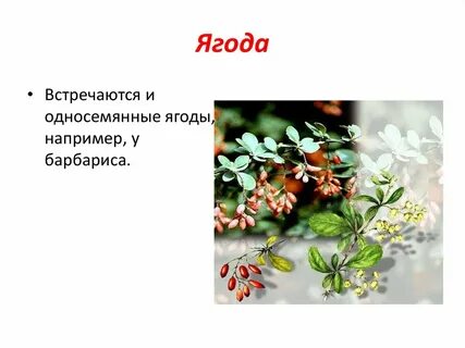 Распределите предложенные растения по группам