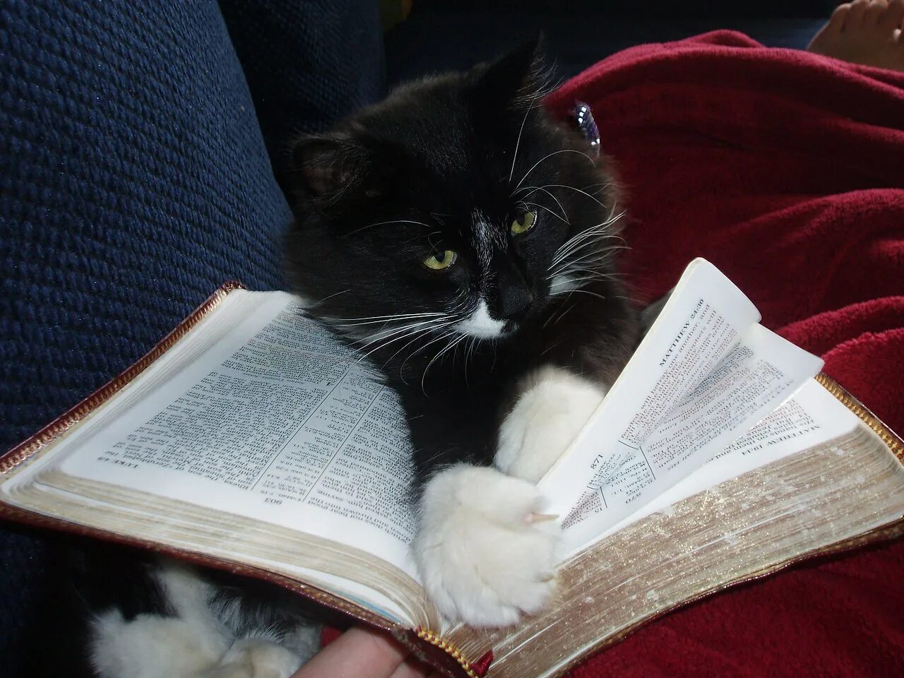 Кот с книжкой. Кот в библиотеке. Заинтересованный кот. Поведение кота. Как читается кот.