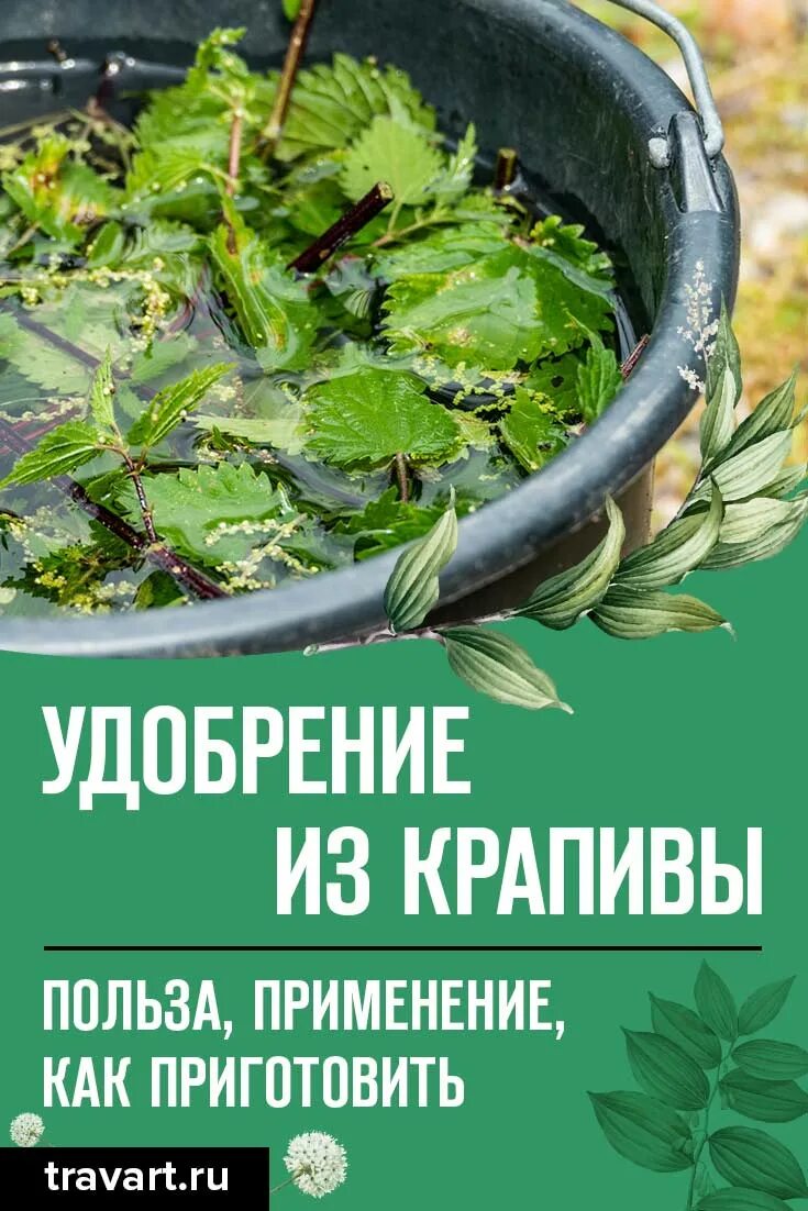 Подкормки крапивой. Крапива удобрение. Подкормка крапивой. Зеленое удобрение из крапивы. Настой из крапивы для подкормки растений.