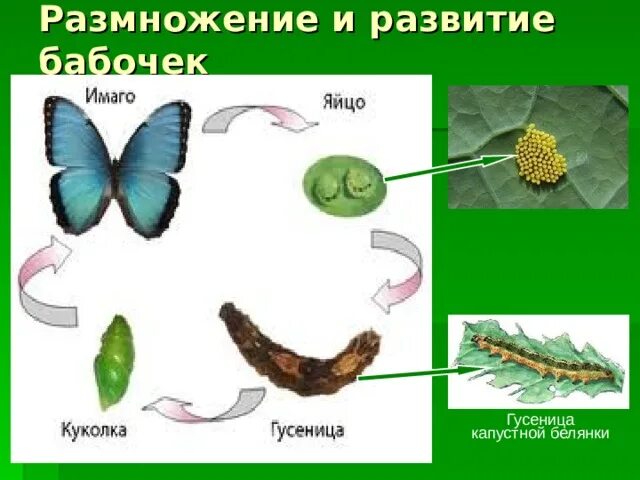 Цикл развития бабочки белянки. Размножение и развитие бабочки. Размножение и развитие бабочки 3 класс. Развитие бабочки капустной белянки. Функция трахеи у капустной белянки