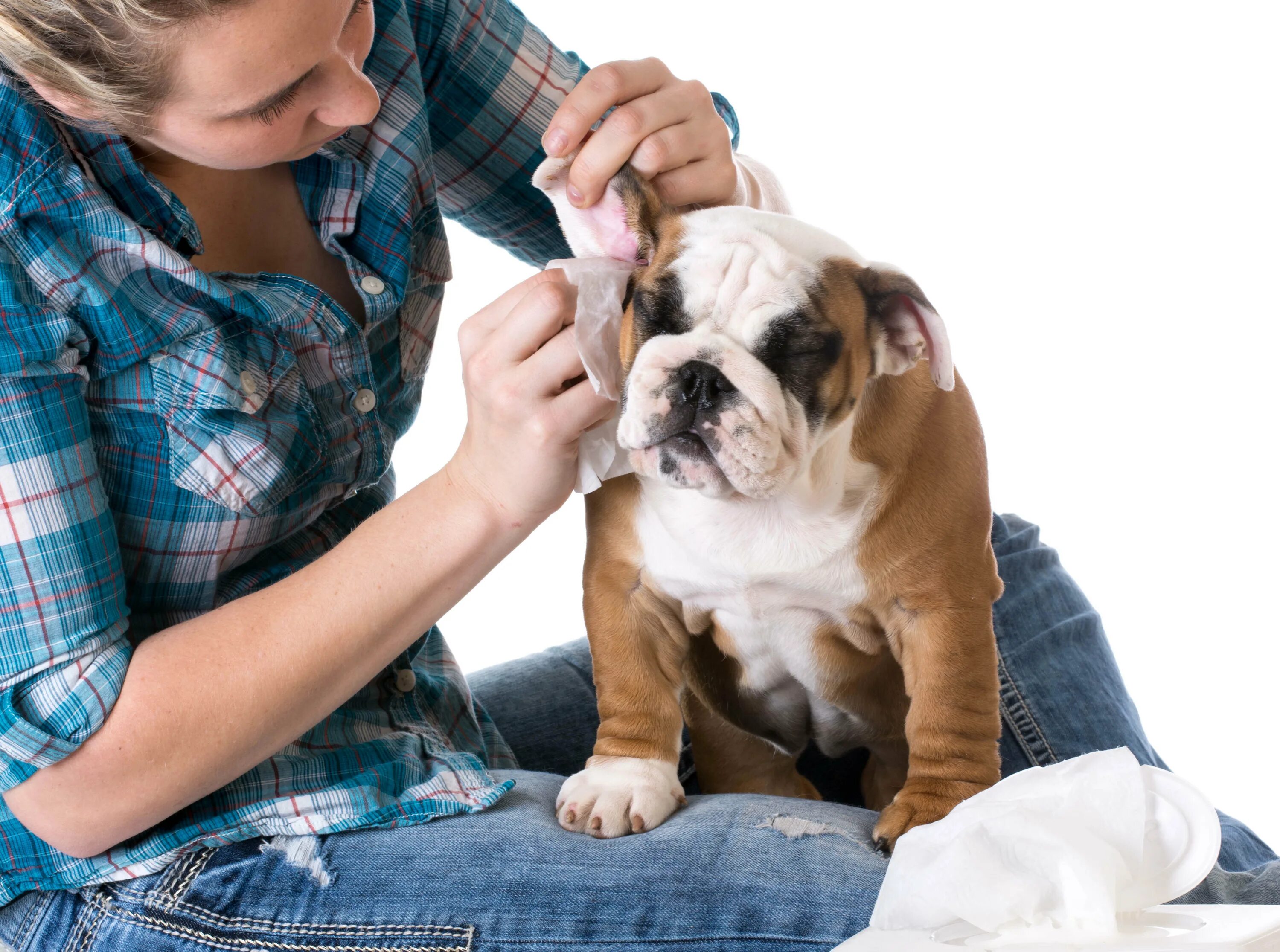 Pet cleaning. Собачьи уши. Уход за собакой.