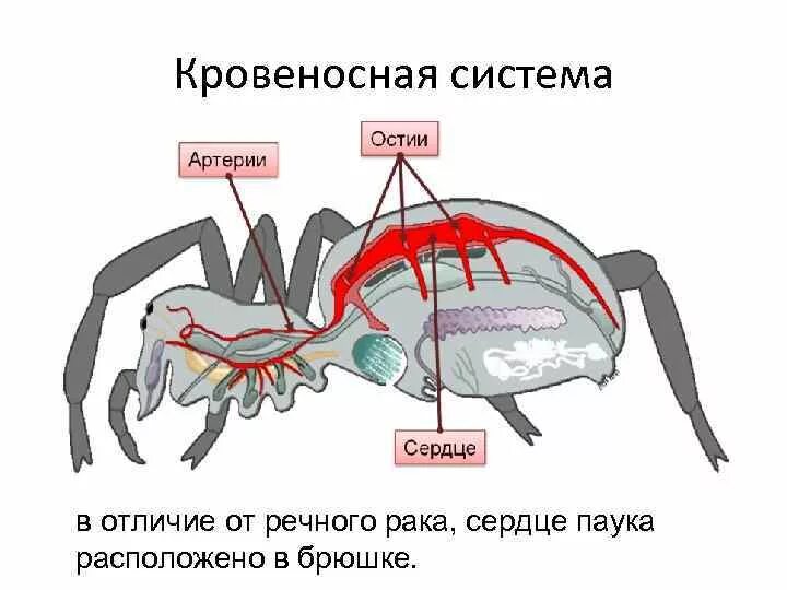 Переваривание пищи у пауков осуществляется. Переваривание пищи у пауков осуществляется