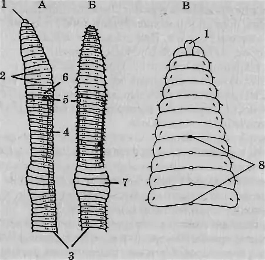Передний и задний конец червя. Дождевой червь строение поясок. Туловищный отдел дождевого червя. Внешнее дождевого червя. Передний конец тела дождевого червя.