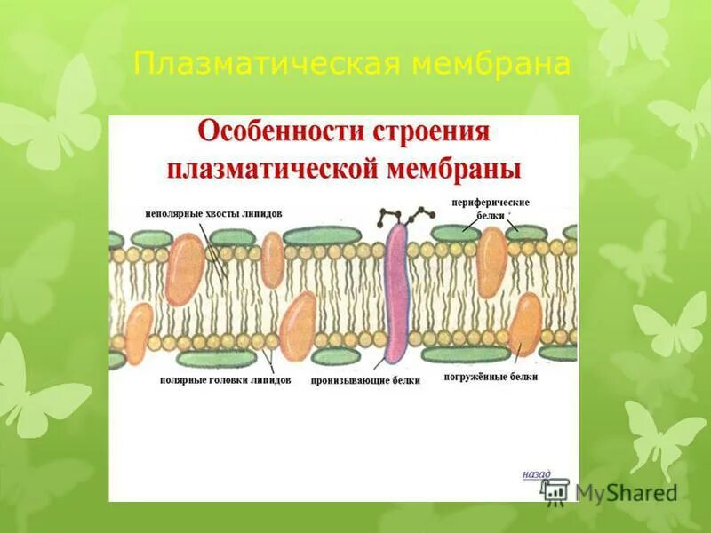 4 функция плазматической мембраны