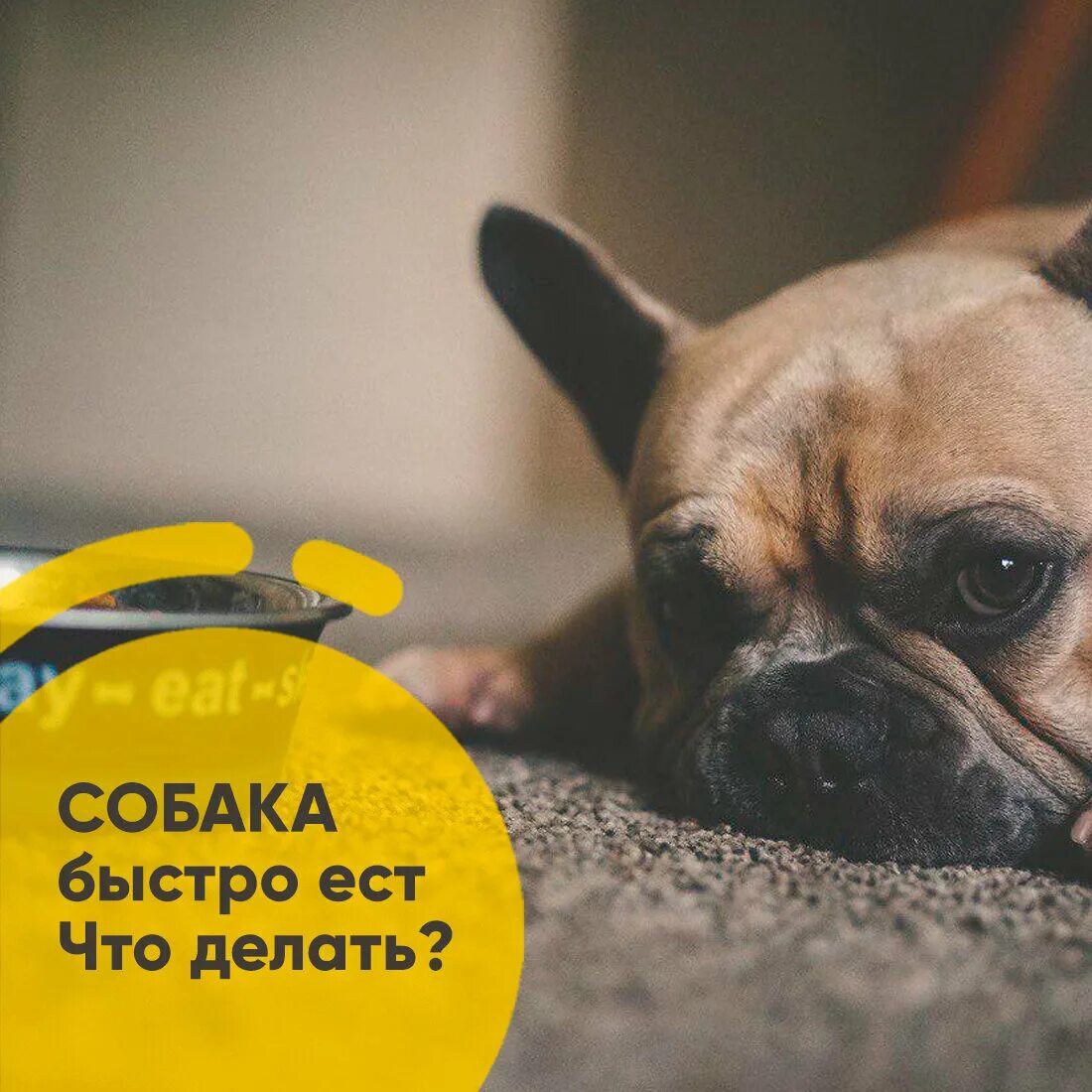 Бигль нюхает. Щеночек правило. Щенок быстро. Миска для собак. Собака на траве.