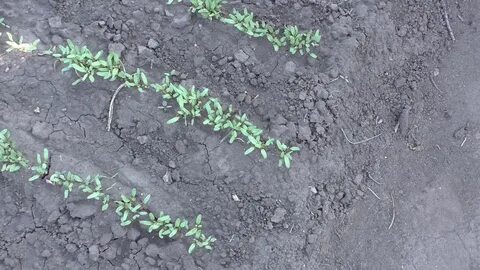 Свекла через сколько дней всходит после посадки